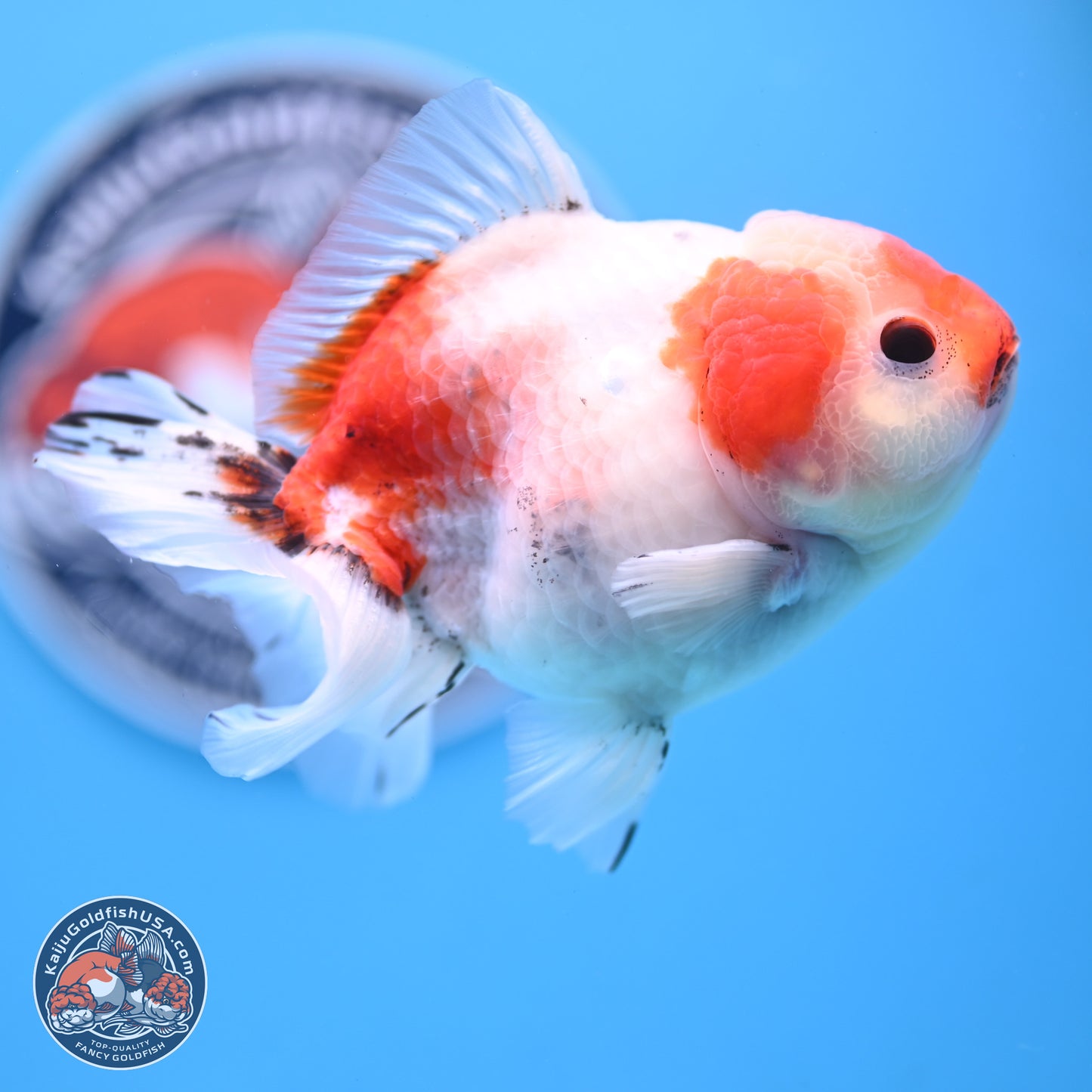 Tricolor Sakura Oranda 4 inches Body - Male (250117_OR01) - Kaiju Goldfish USA