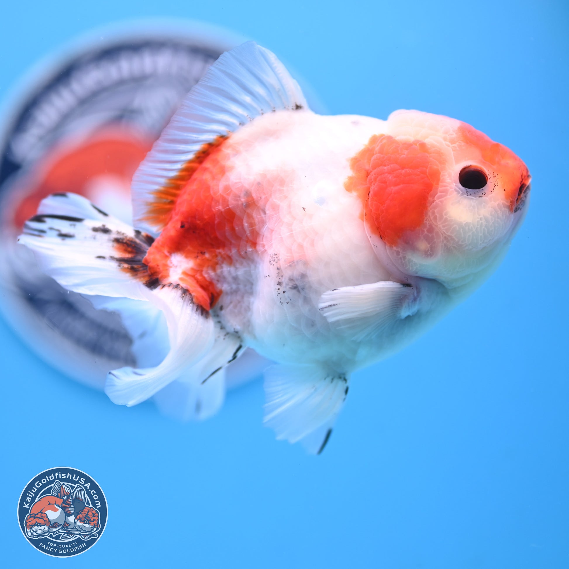 Tricolor Sakura Oranda 4 inches Body - Male (250117_OR01) - Kaiju Goldfish USA