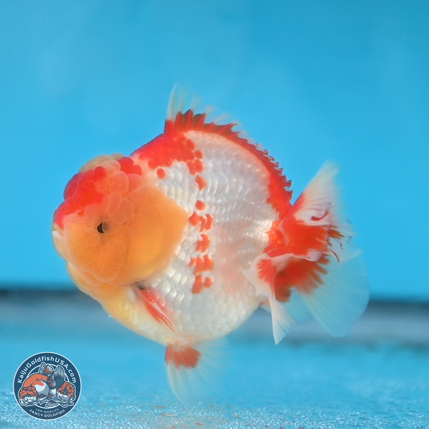 Red White YuanBao Oranda 3.8 inches Body - Male (250131_OR01)