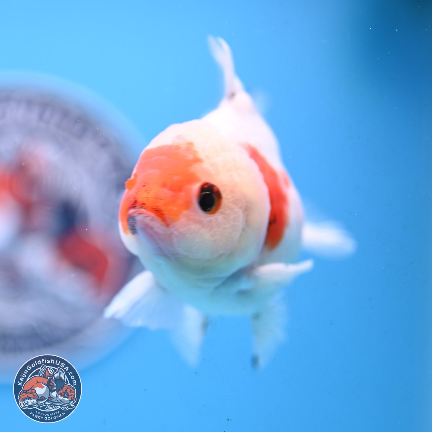 Tricolor Sakura Oranda 4 inches Body - Male (250117_OR01) - Kaiju Goldfish USA