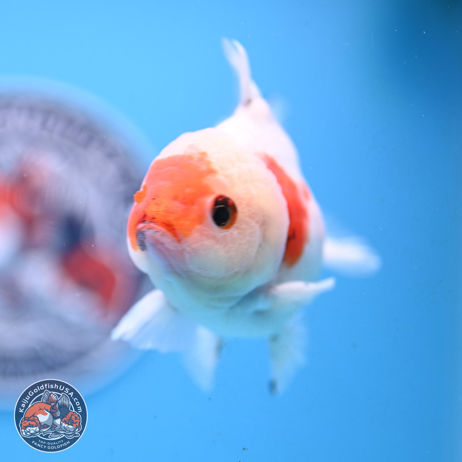 Tricolor Sakura Oranda 4 inches Body - Male (250117_OR01) - Kaiju Goldfish USA