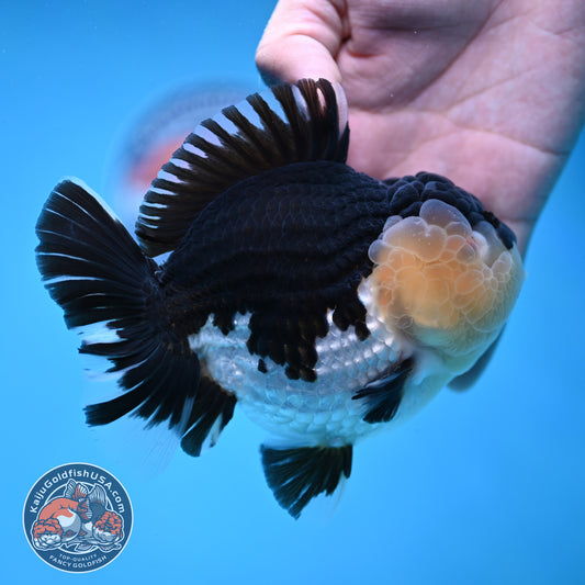 AAA Grade Panda Oranda 4.5 inch Body (250912_OR01)