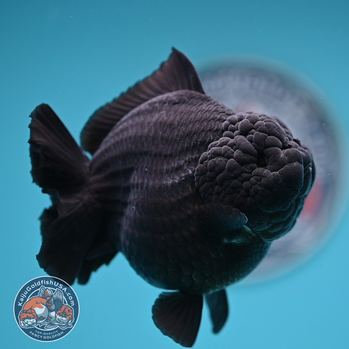 Show Grade - Jet Black Oranda 4 inches Body (250530_OR01)