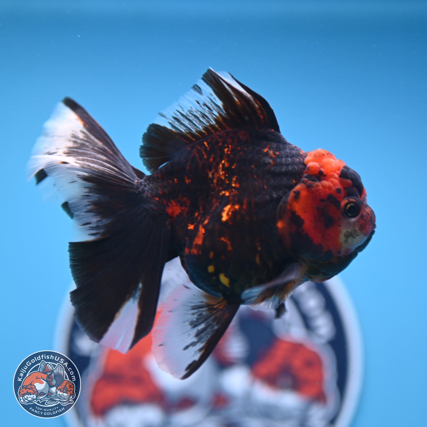 Tiger Rose Tail Oranda 3.5in Body (240830_OR01) - Kaiju Goldfish USA