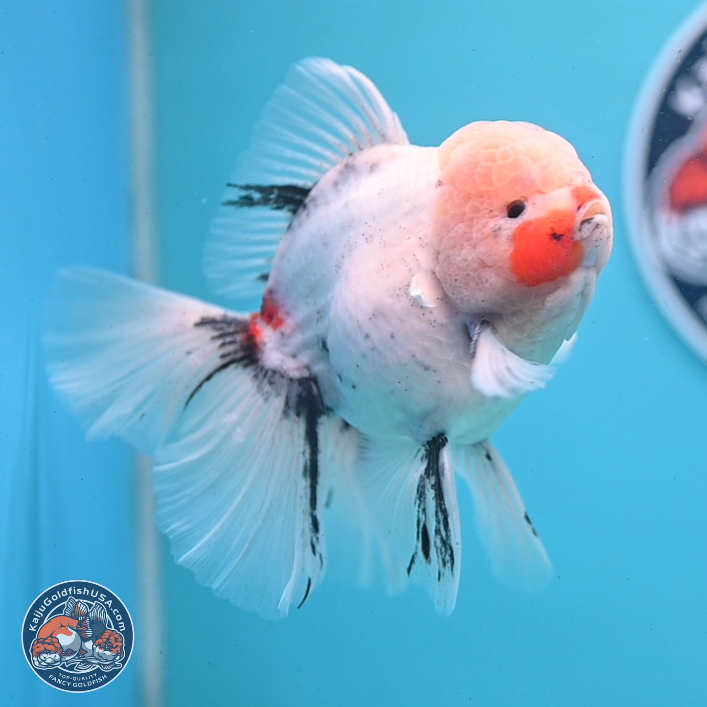 Calico Rose Tail Oranda 6 inches - Male (241122_OR01) - Kaiju Goldfish USA