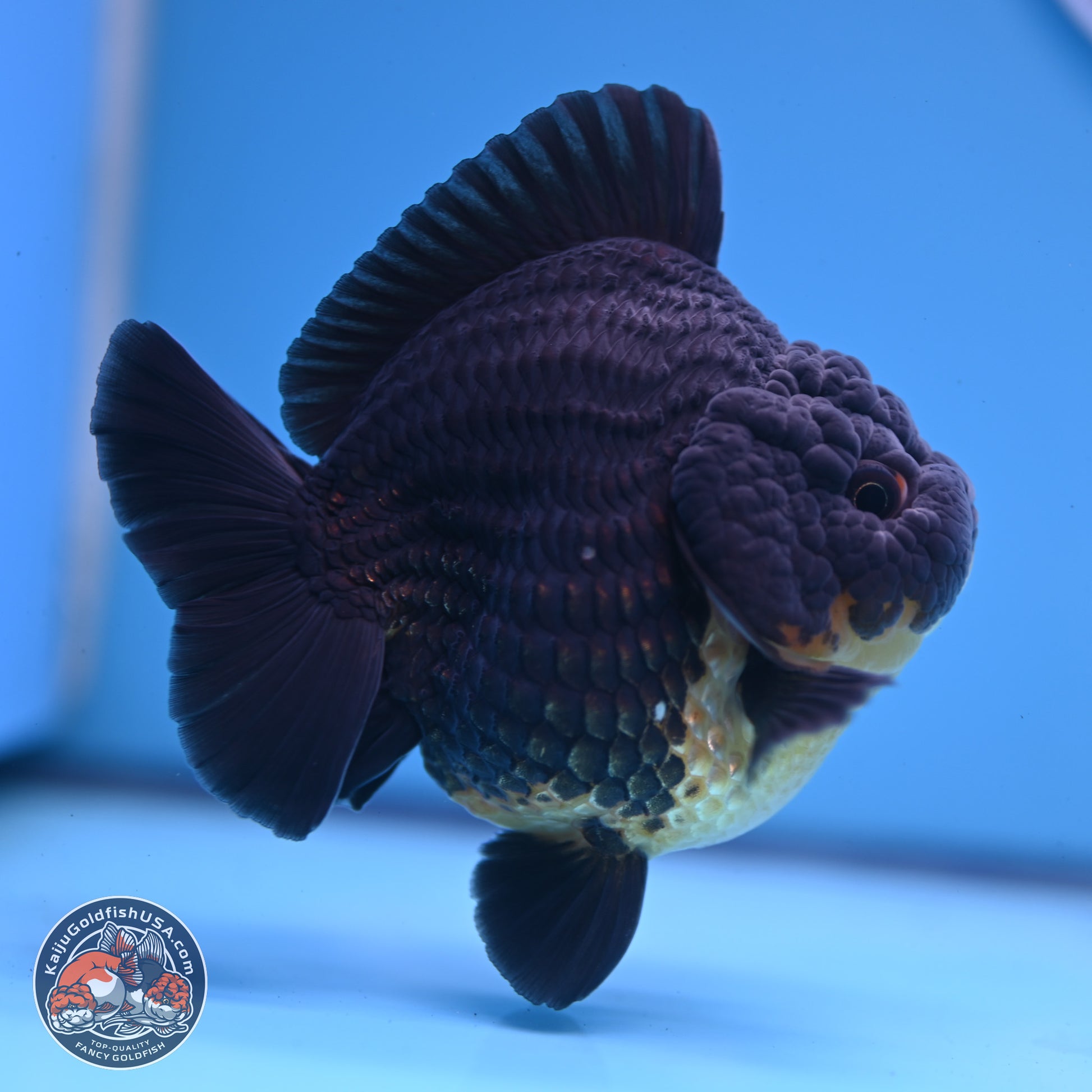 Kirin YuanBao Oranda 3.5 inches Body - Male (241227_OR01) - Kaiju Goldfish USA