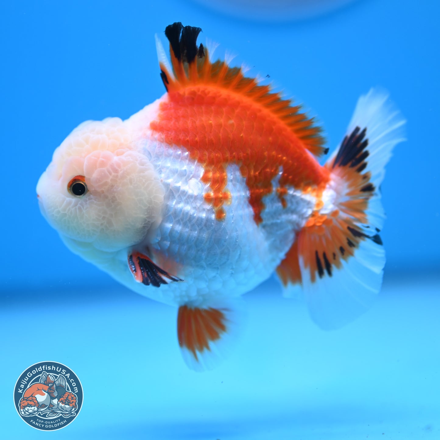 Tricolor YuanBao Oranda 4 inches - Male (241206_OR01) - Kaiju Goldfish USA