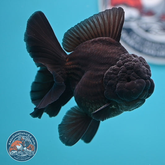 Shogun Jet Black Rose Tail Oranda 3.5 inches Body (250606_OR01)