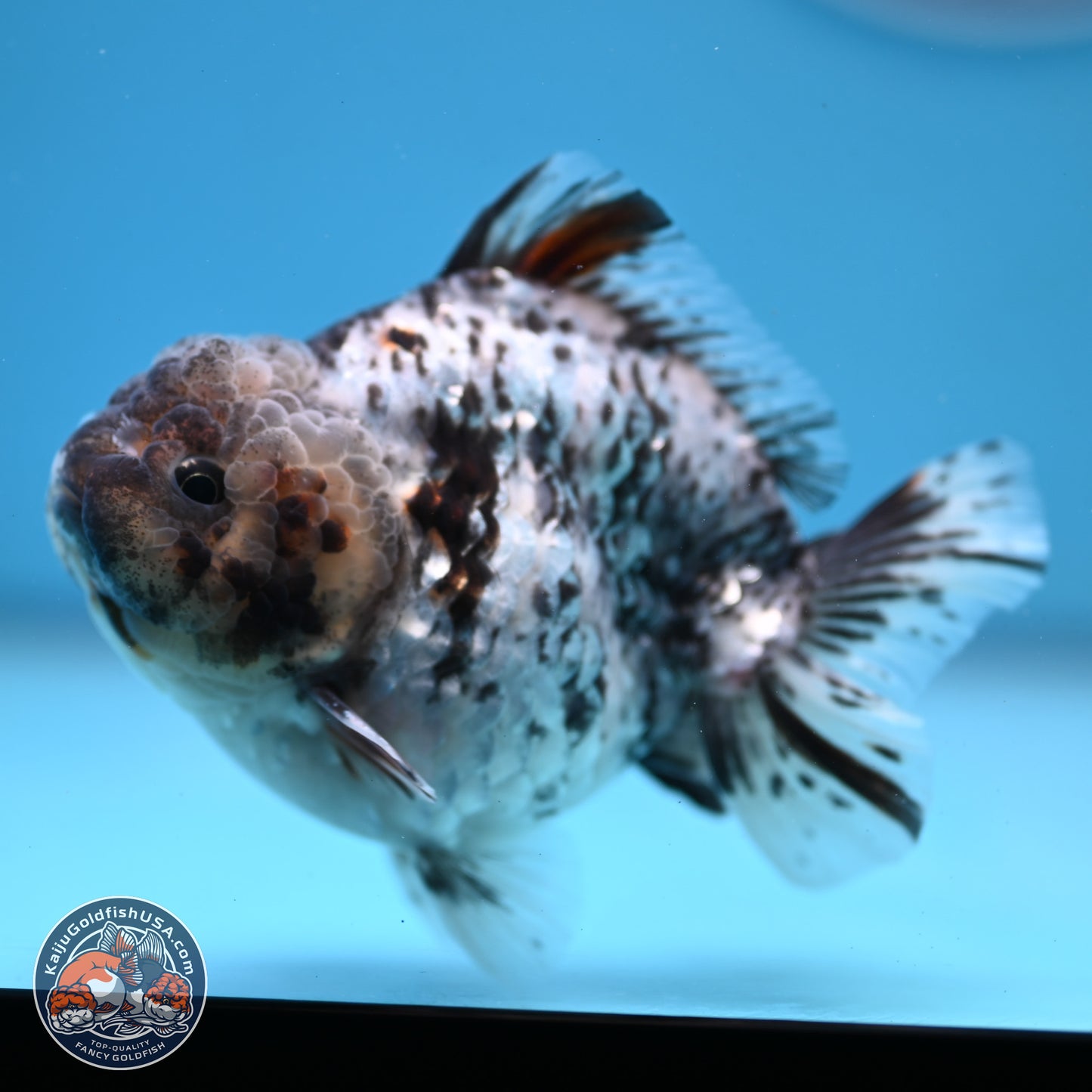 Blue Based Tiger YuanBao Oranda 3.7-4.5 inches (240920_OR01) - Kaiju Goldfish USA