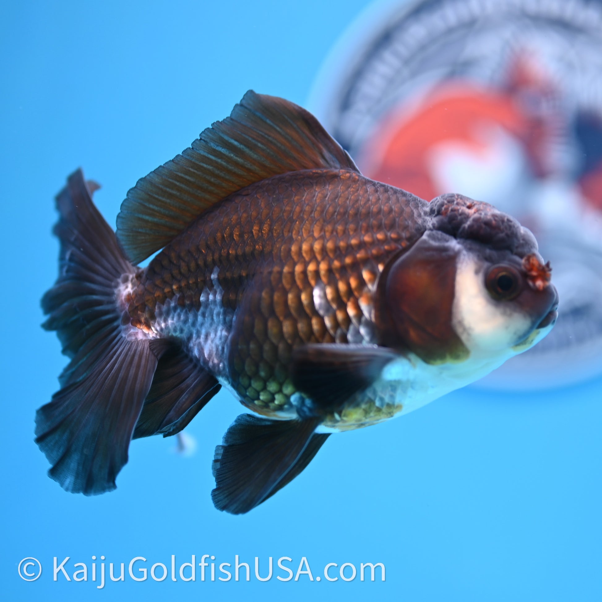 Tricolor Rose Tail Oranda 4in body (240726_OR01) - Kaiju Goldfish USA