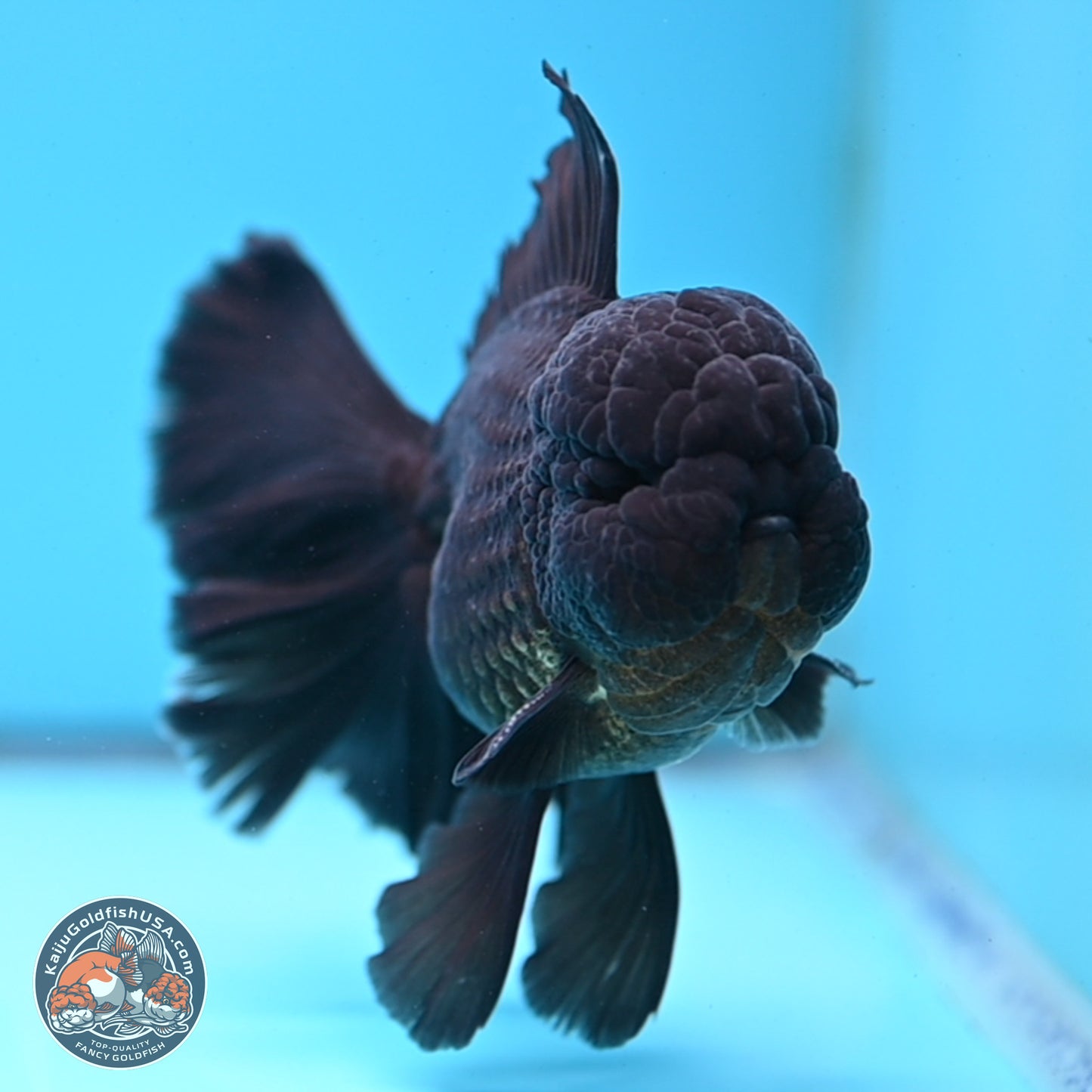 Black Orchid Tail Oranda 3.5 inches Body - Male (250314_OR01)
