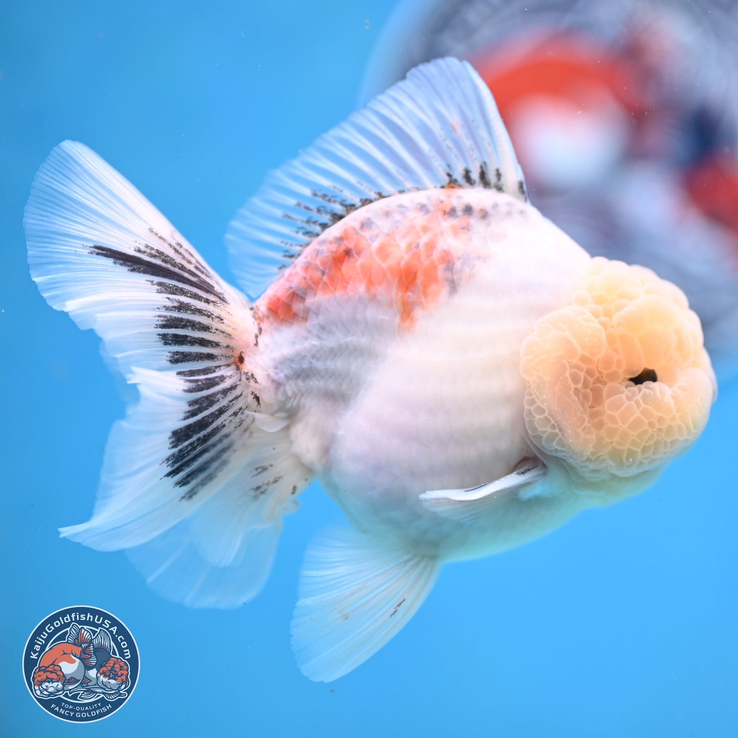 Tricolor Sakura Rose Tail Oranda 5 inches -Male (241129_OR01) - Kaiju Goldfish USA