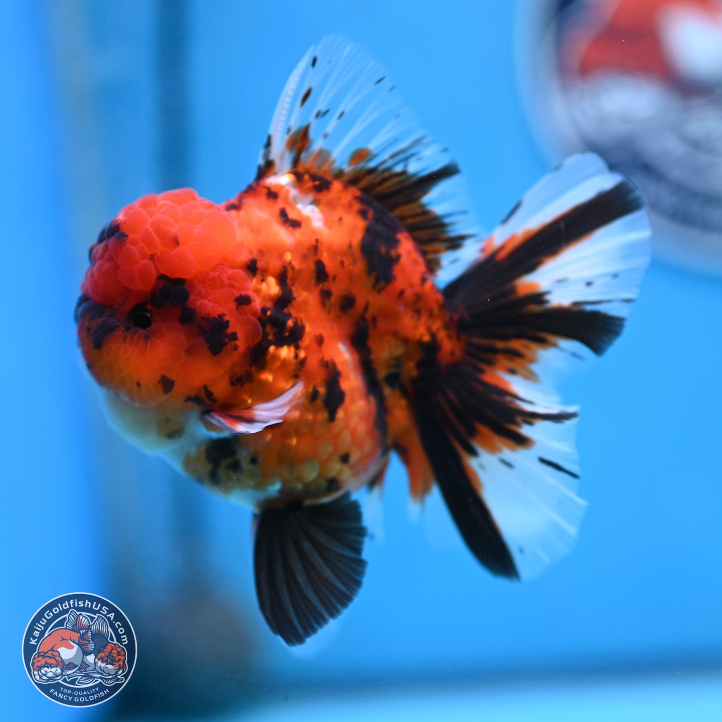 Tiger Rose Tail Oranda 3.5 inches Body - Male (250307_OR01)