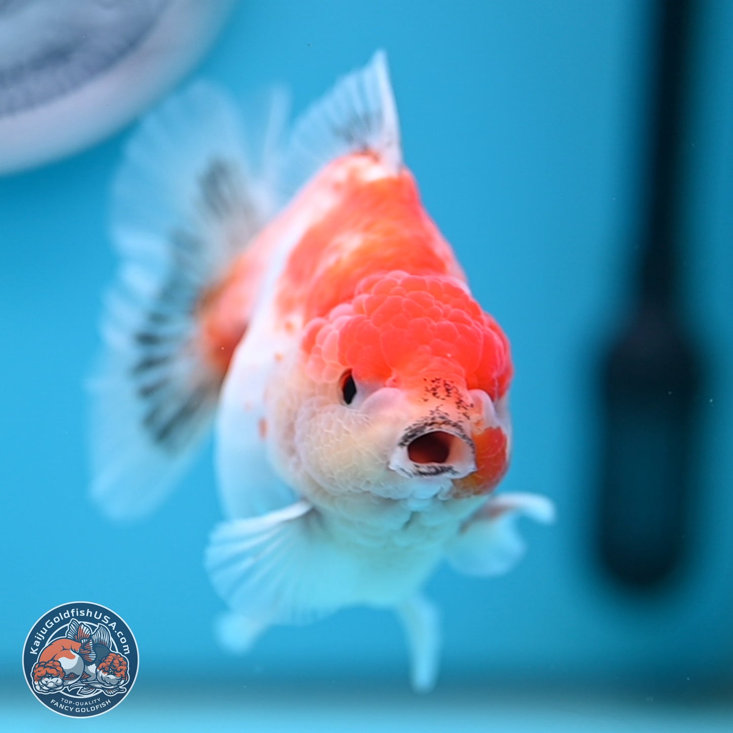 Sakura YuanBao Oranda 4 inches (241101_OR01) - Kaiju Goldfish USA