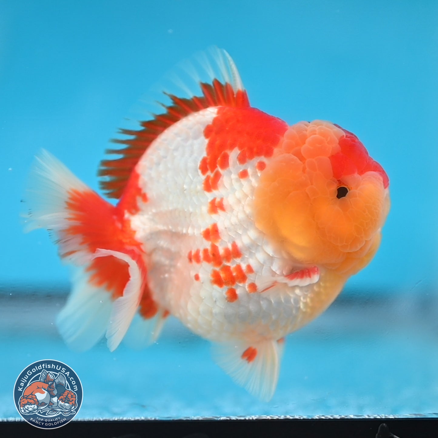 Red White YuanBao Oranda 3.8 inches Body - Male (250131_OR01)