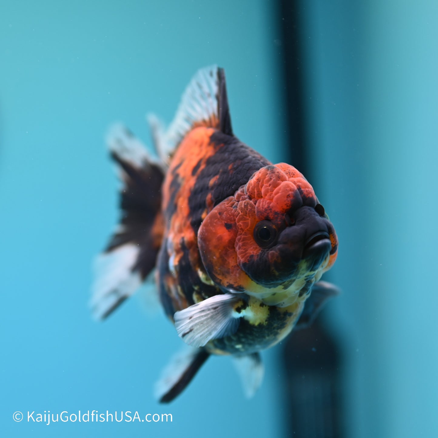 Tiger YuanBao Oranda 4 inches (240517_OR01) - Kaiju Goldfish USA