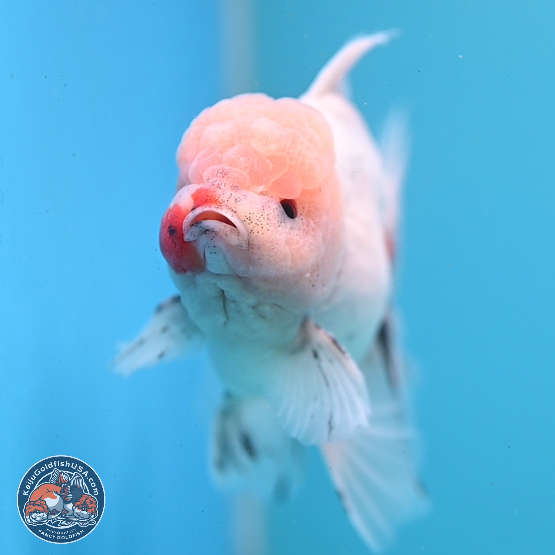 Calico Rose Tail Oranda 6 inches - Male (241122_OR01) - Kaiju Goldfish USA