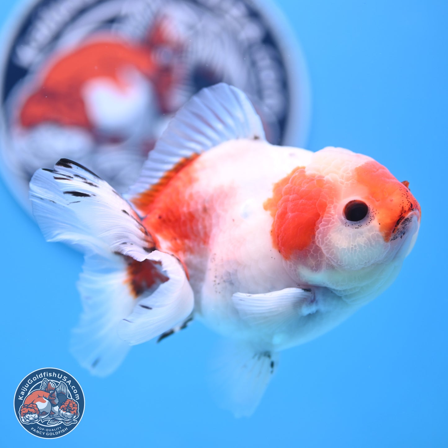 Tricolor Sakura Oranda 4 inches Body - Male (250117_OR01) - Kaiju Goldfish USA