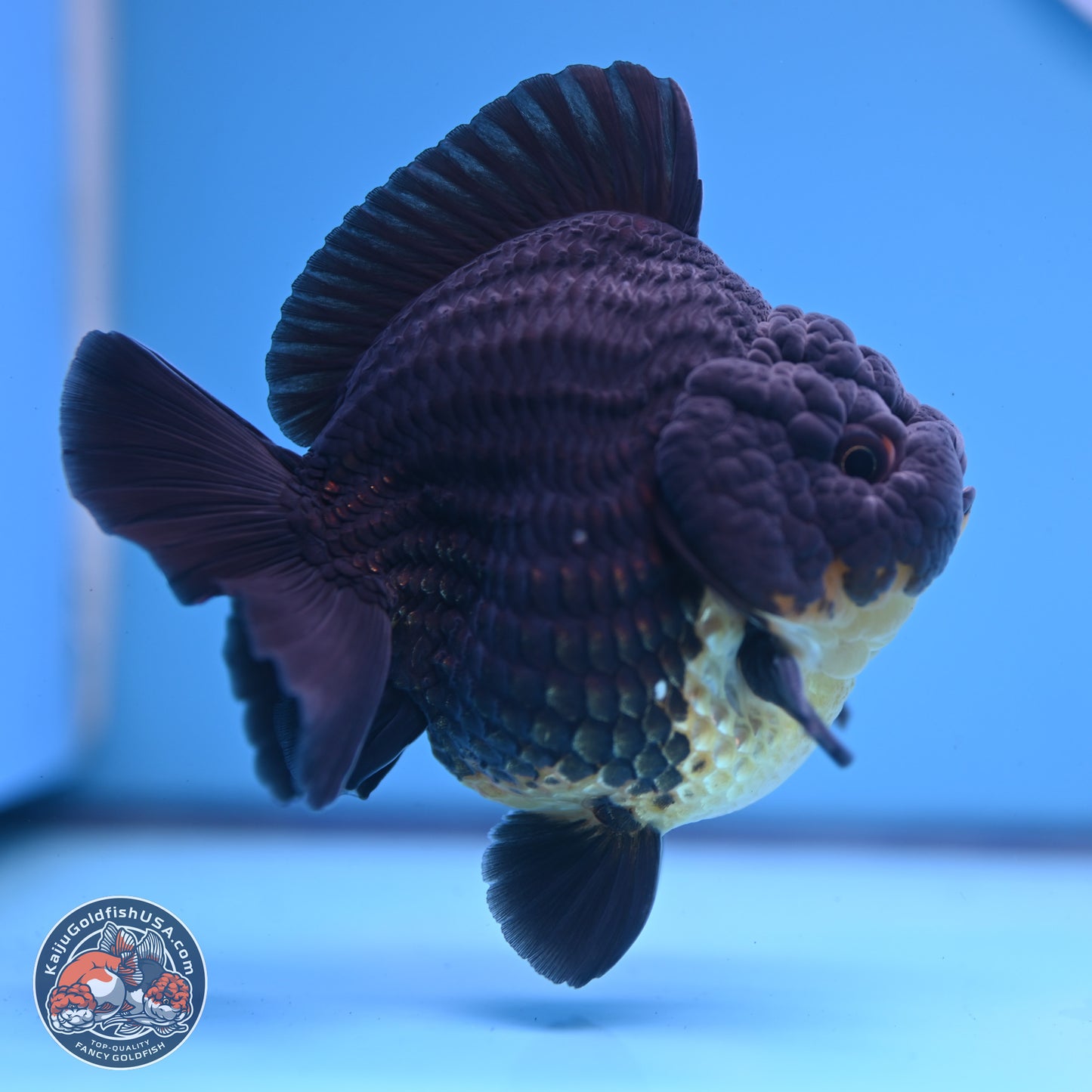 Kirin YuanBao Oranda 3.5 inches Body - Male (241227_OR01) - Kaiju Goldfish USA