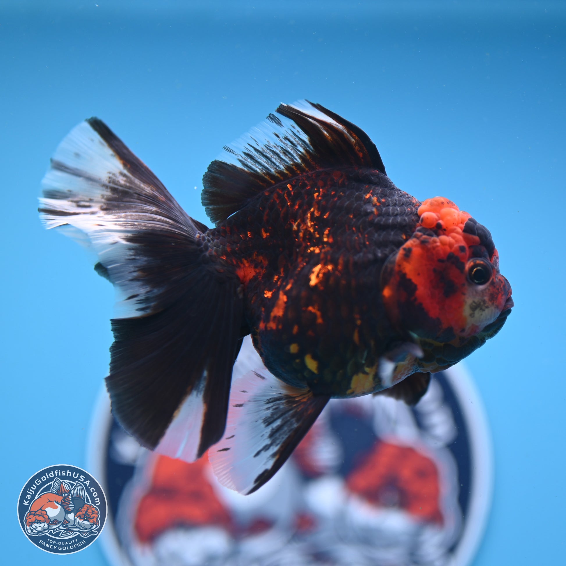 Tiger Rose Tail Oranda 3.5in Body (240830_OR01) - Kaiju Goldfish USA