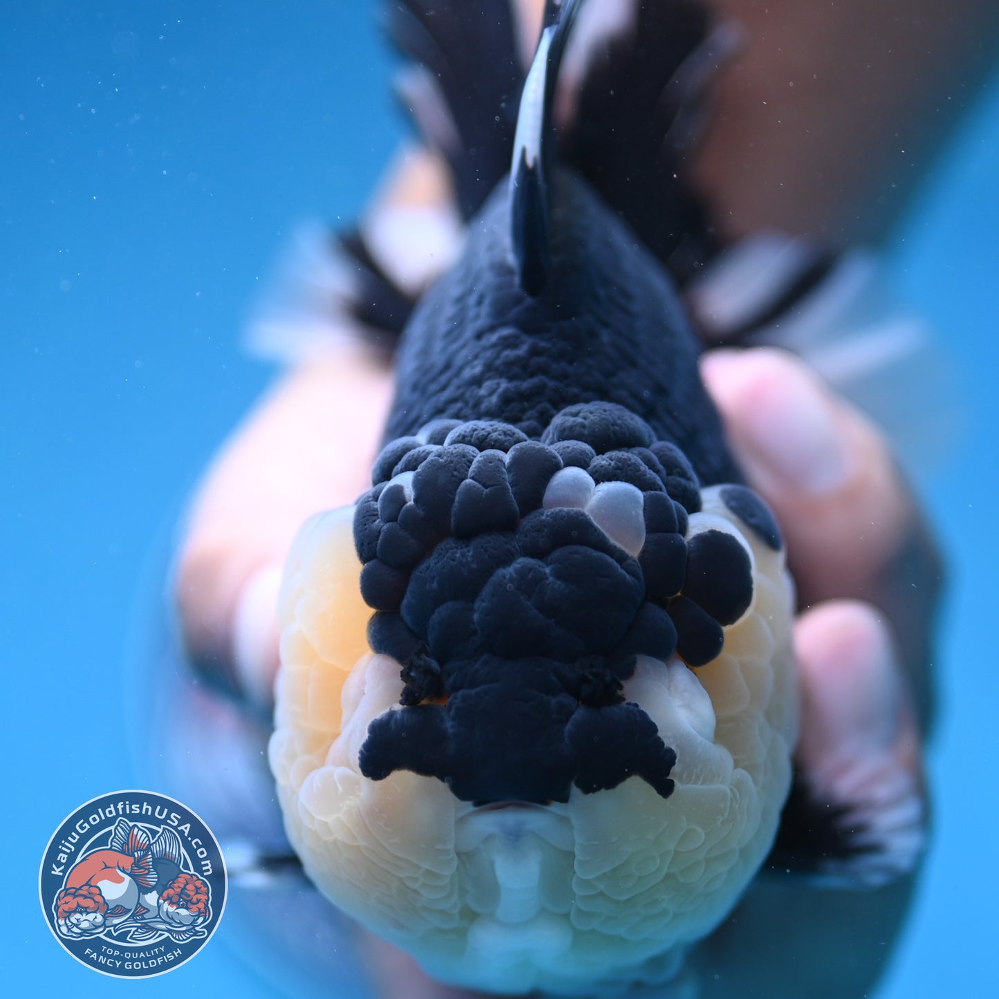 AAA Grade Panda Oranda 4.5 inch Body (250912_OR01)