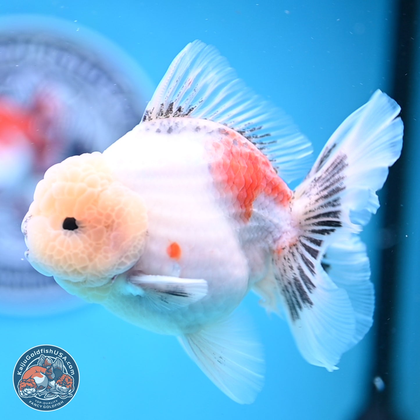 Tricolor Sakura Rose Tail Oranda 5 inches -Male (241129_OR01) - Kaiju Goldfish USA