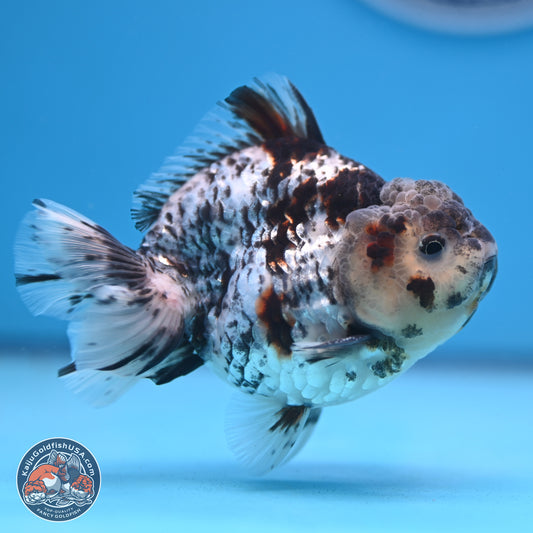 Blue Based Tiger YuanBao Oranda 3.7-4.5 inches (240920_OR01) - Kaiju Goldfish USA