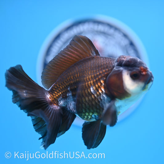 Tricolor Rose Tail Oranda 4in body (240726_OR01) - Kaiju Goldfish USA