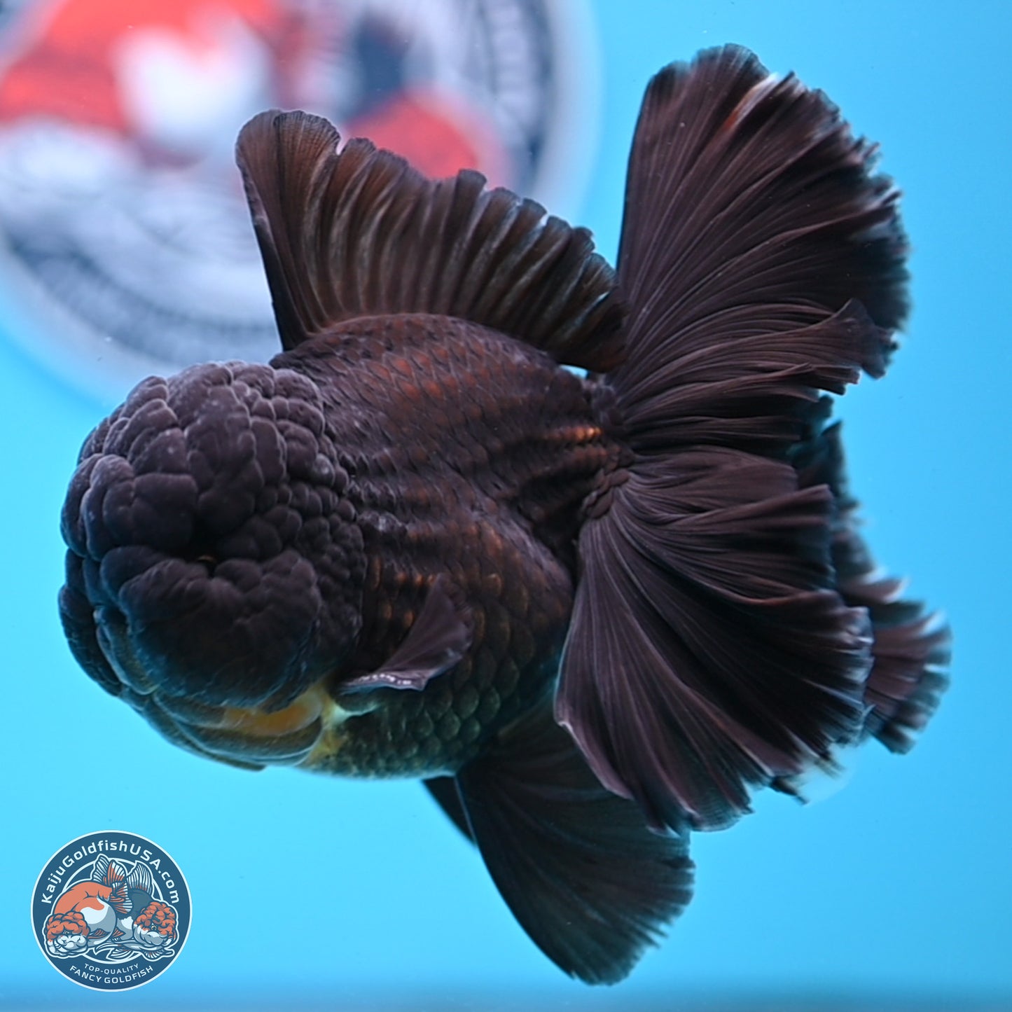Black Orchid Tail Oranda 3.5 inches Body - Male (250314_OR01)