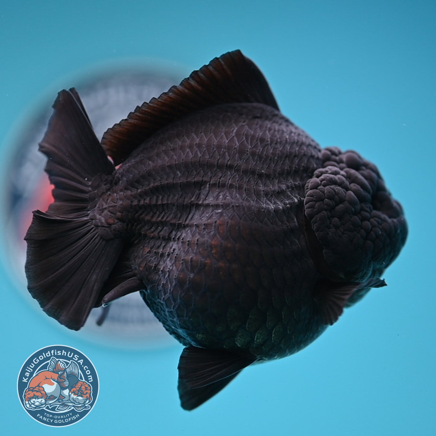 Show Grade - Jet Black Oranda 4 inches Body (250530_OR01)