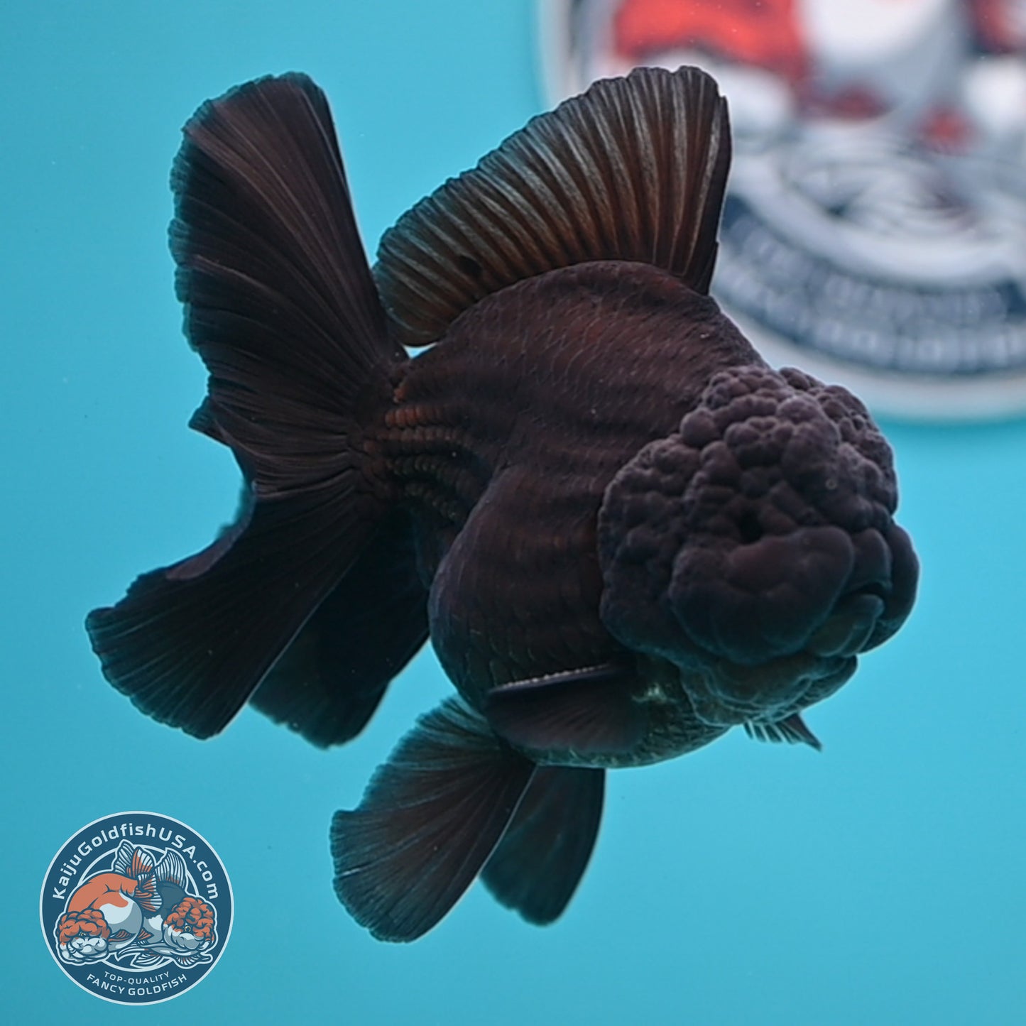 Shogun Jet Black Rose Tail Oranda 3.5 inches Body (250606_OR01)