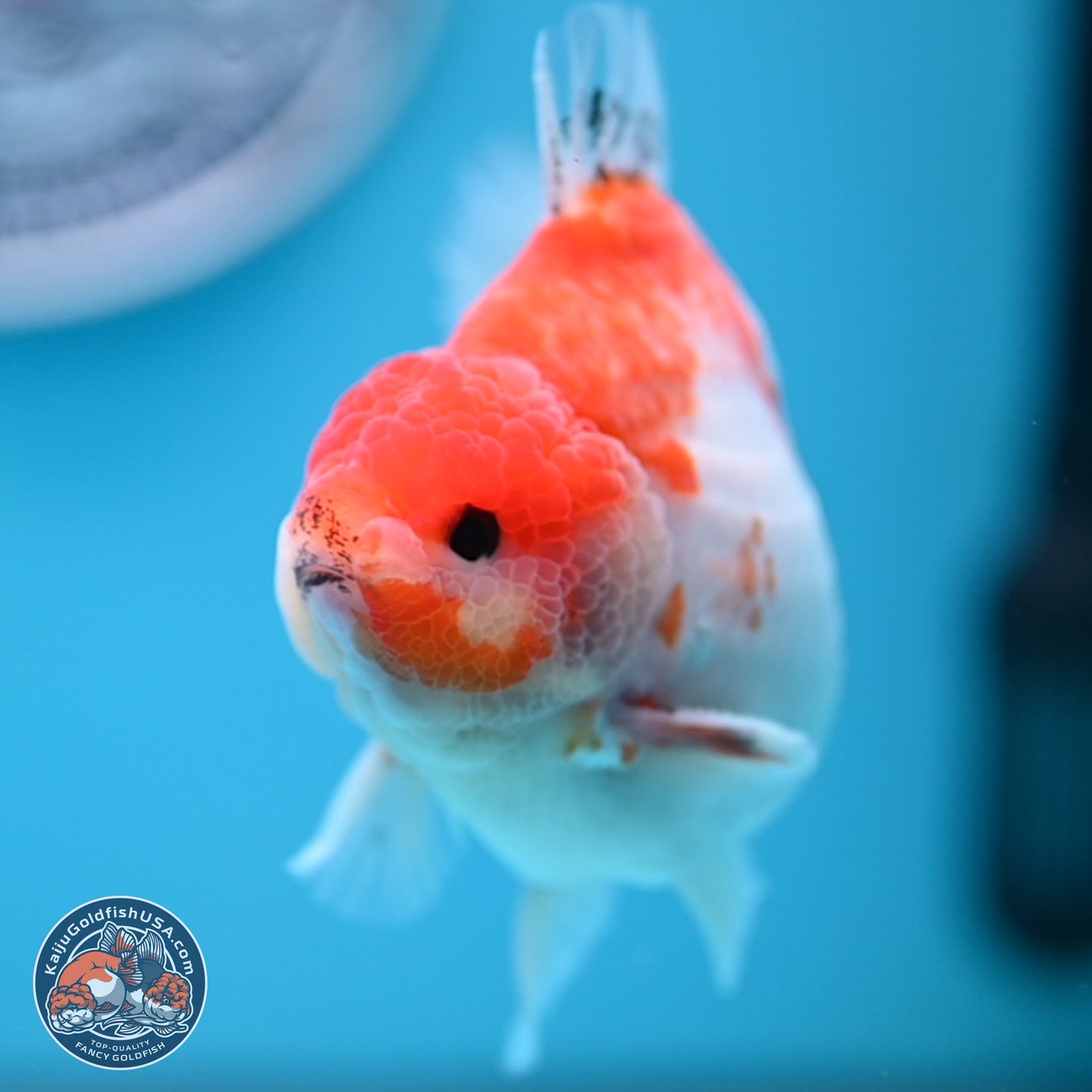 Sakura YuanBao Oranda 4 inches (241101_OR01) - Kaiju Goldfish USA