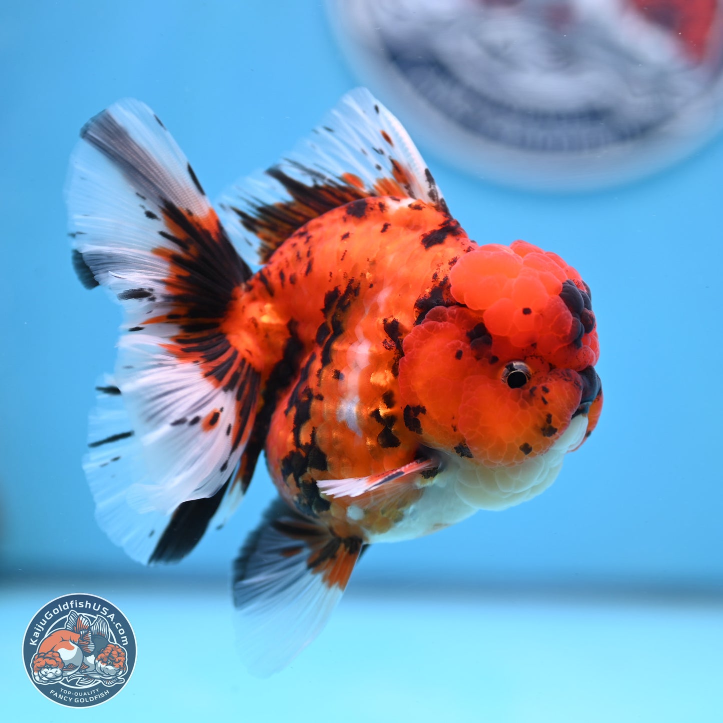 Tiger Rose Tail Oranda 3.5 inches Body - Male (250307_OR01)