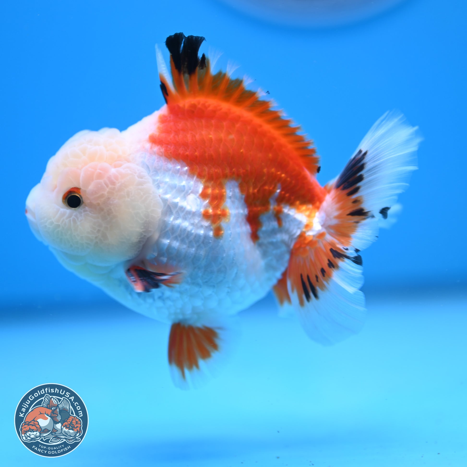 Tricolor YuanBao Oranda 4 inches - Male (241206_OR01) - Kaiju Goldfish USA