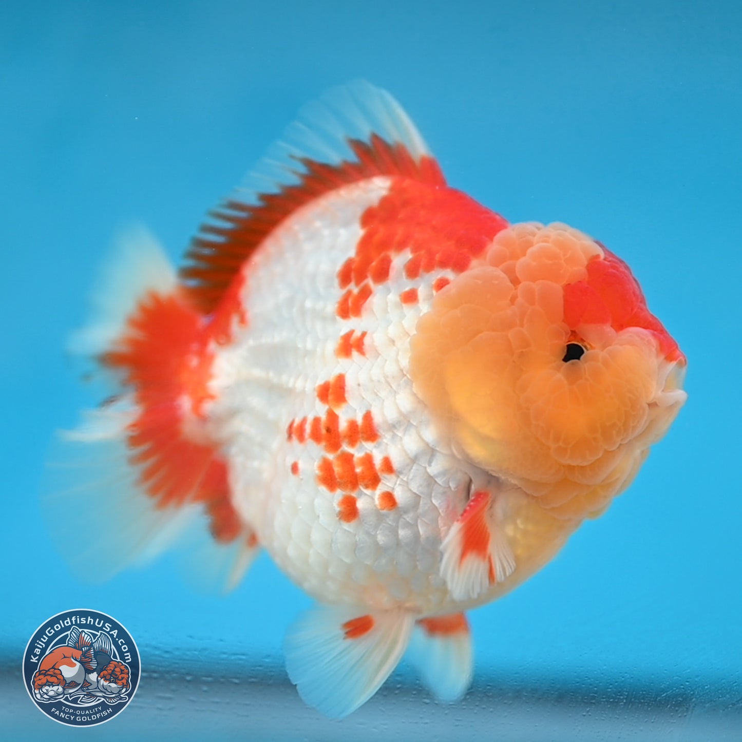 Red White YuanBao Oranda 3.8 inches Body - Male (250131_OR01)