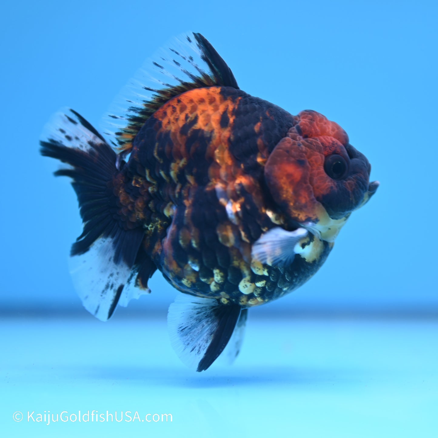 Tiger YuanBao Oranda 4 inches (240517_OR01) - Kaiju Goldfish USA