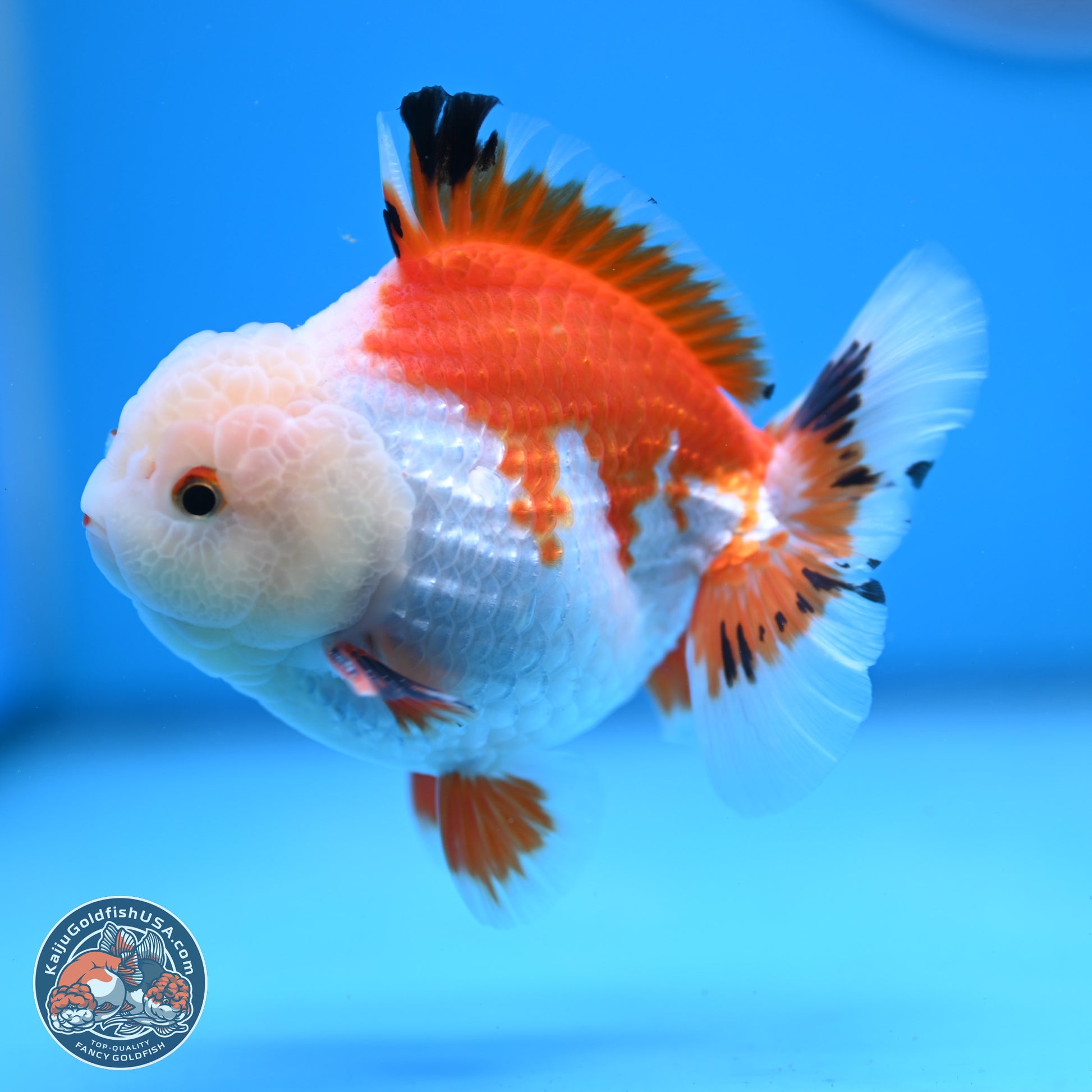 Tricolor YuanBao Oranda 4 inches - Male (241206_OR01) - Kaiju Goldfish USA