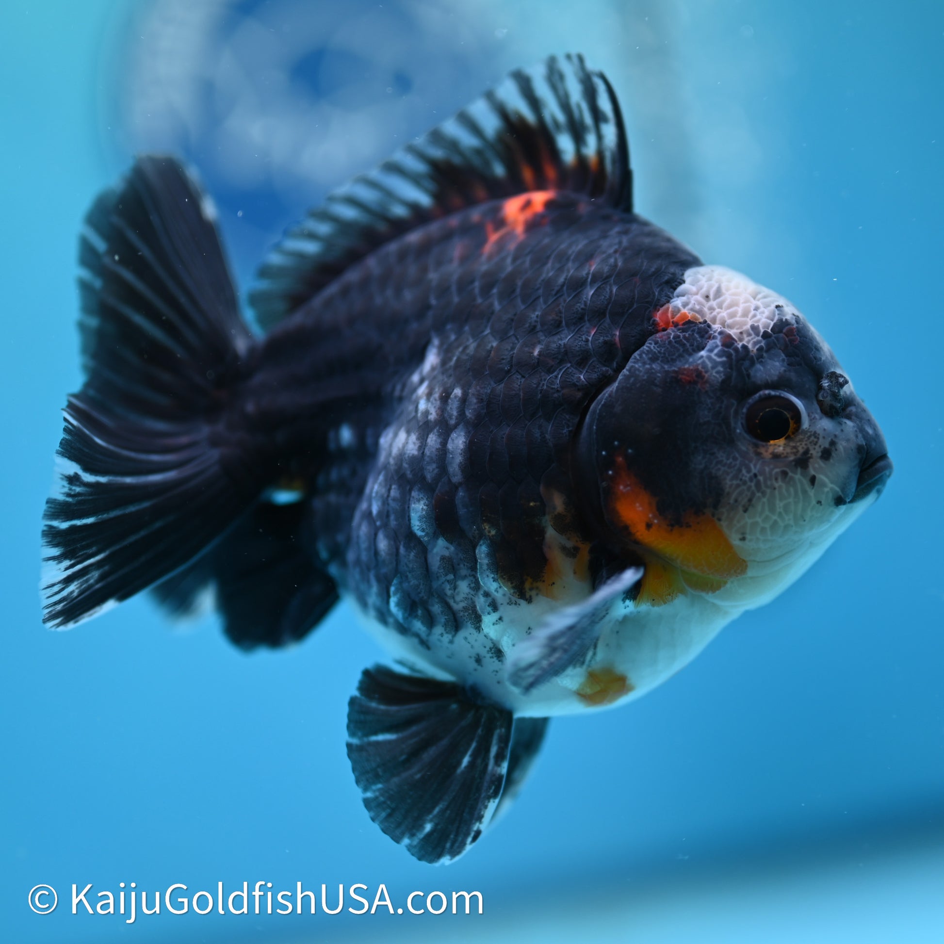 Shogun Godzilla Kirin Oranda 4in Body (240614_OR01) - Kaiju Goldfish USA