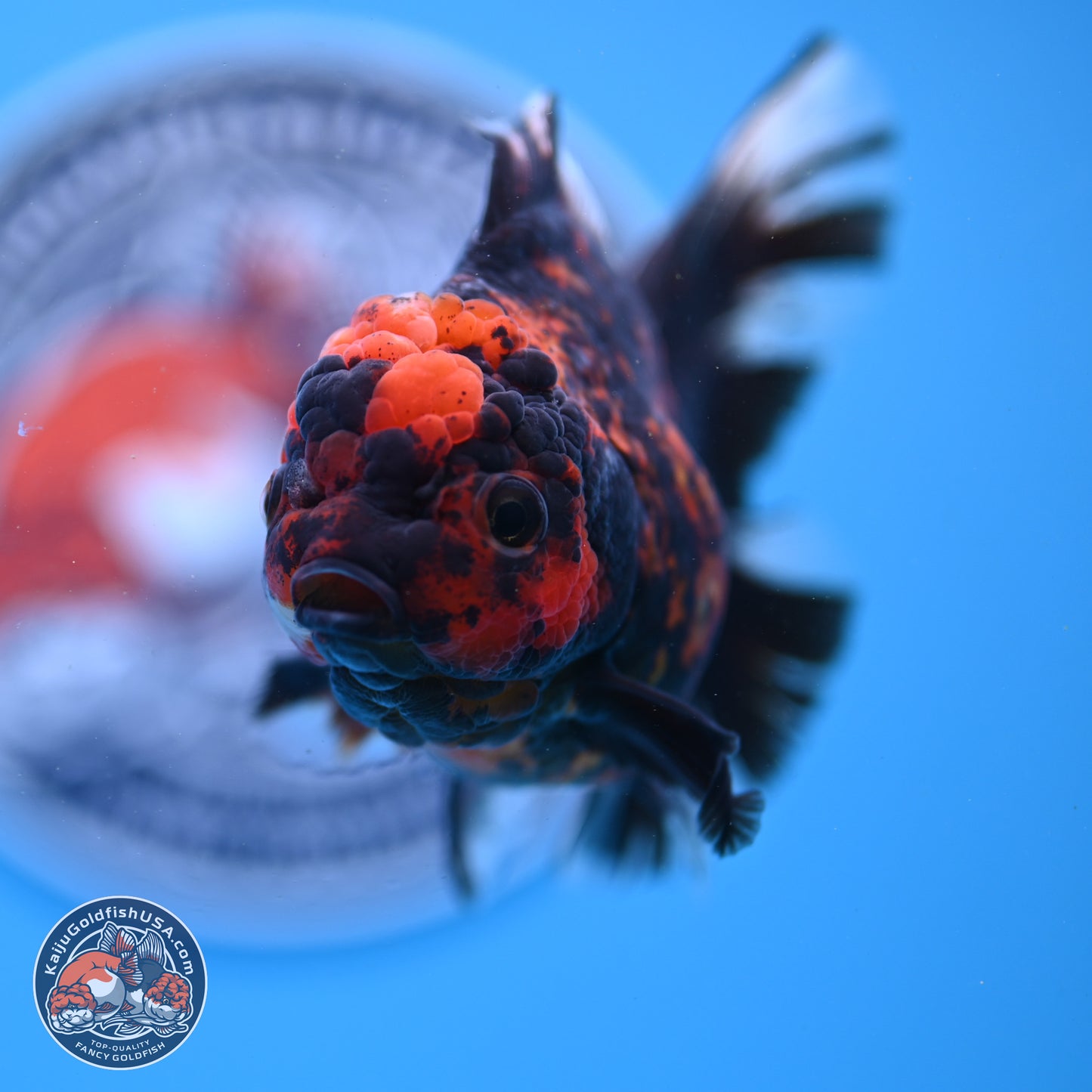 Tiger Rose Tail Oranda 3.5in Body (240830_OR01) - Kaiju Goldfish USA