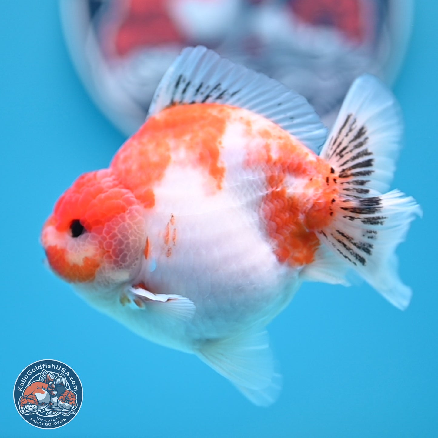 Sakura YuanBao Oranda 4 inches (241101_OR01) - Kaiju Goldfish USA