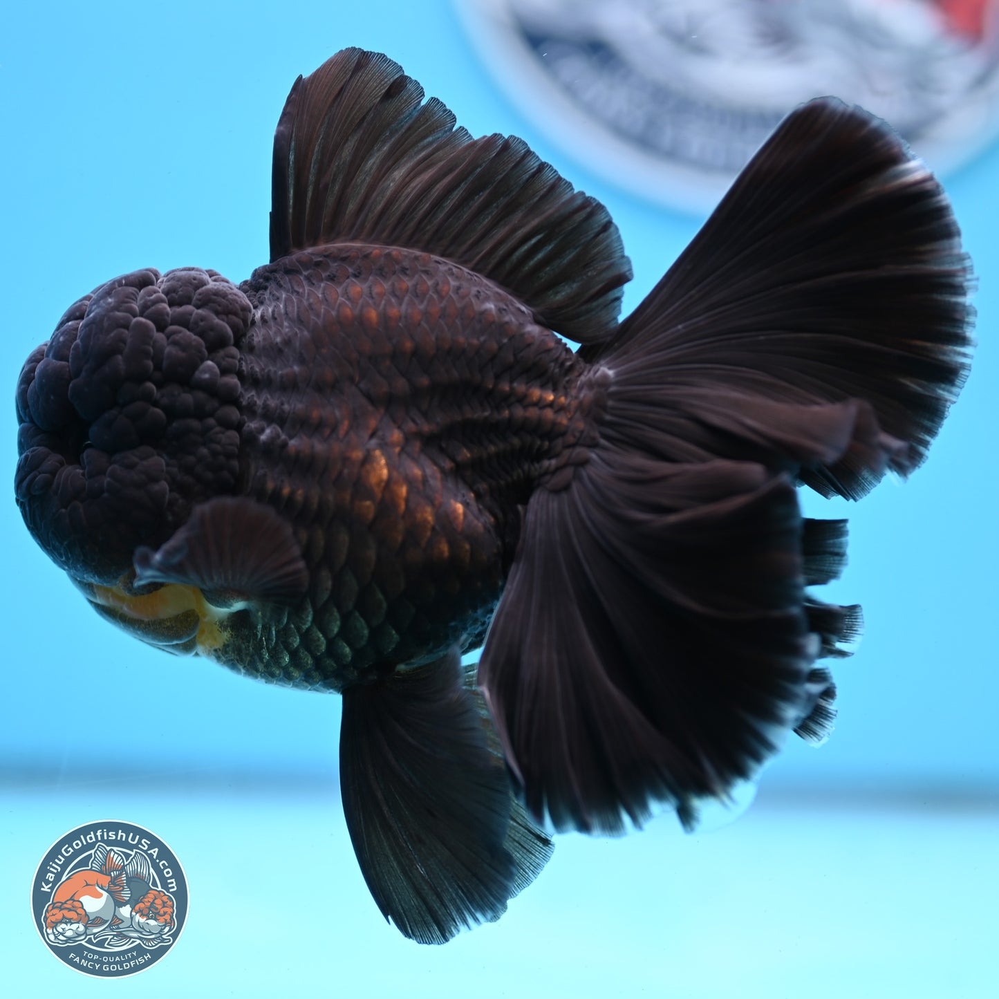 Black Orchid Tail Oranda 3.5 inches Body - Male (250314_OR01)