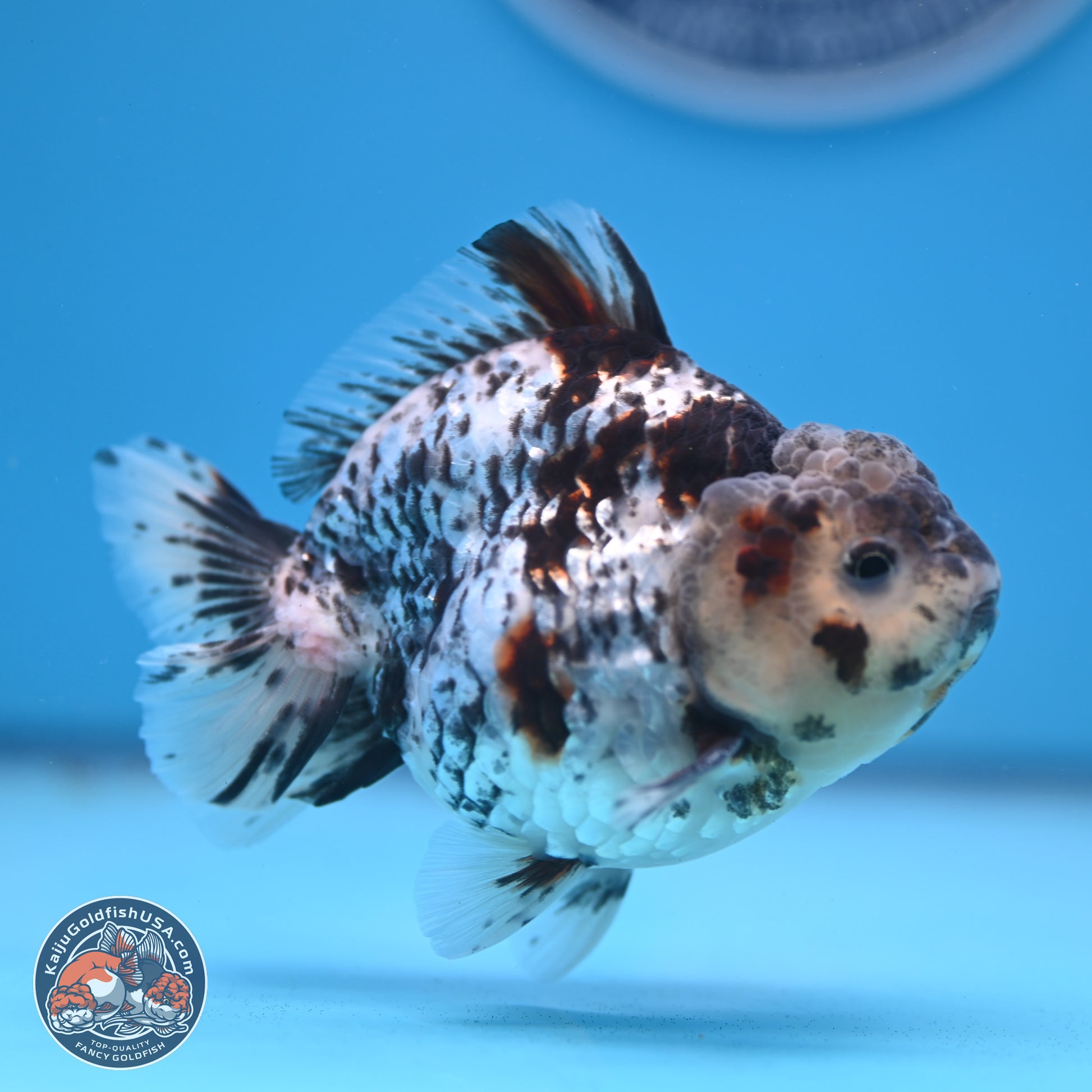 Blue Based Tiger YuanBao Oranda 3.7-4.5 inches (240920_OR01) - Kaiju Goldfish USA