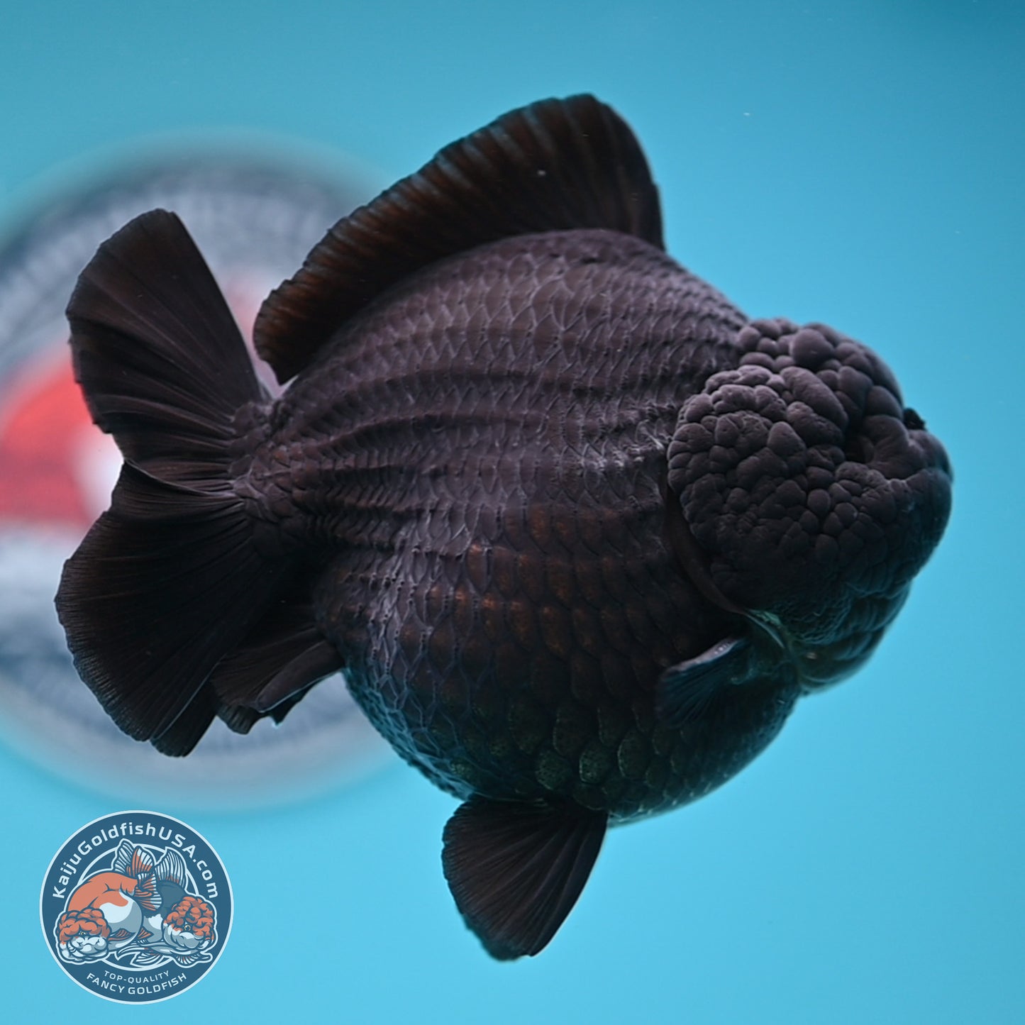 Show Grade - Jet Black Oranda 4 inches Body (250530_OR01)