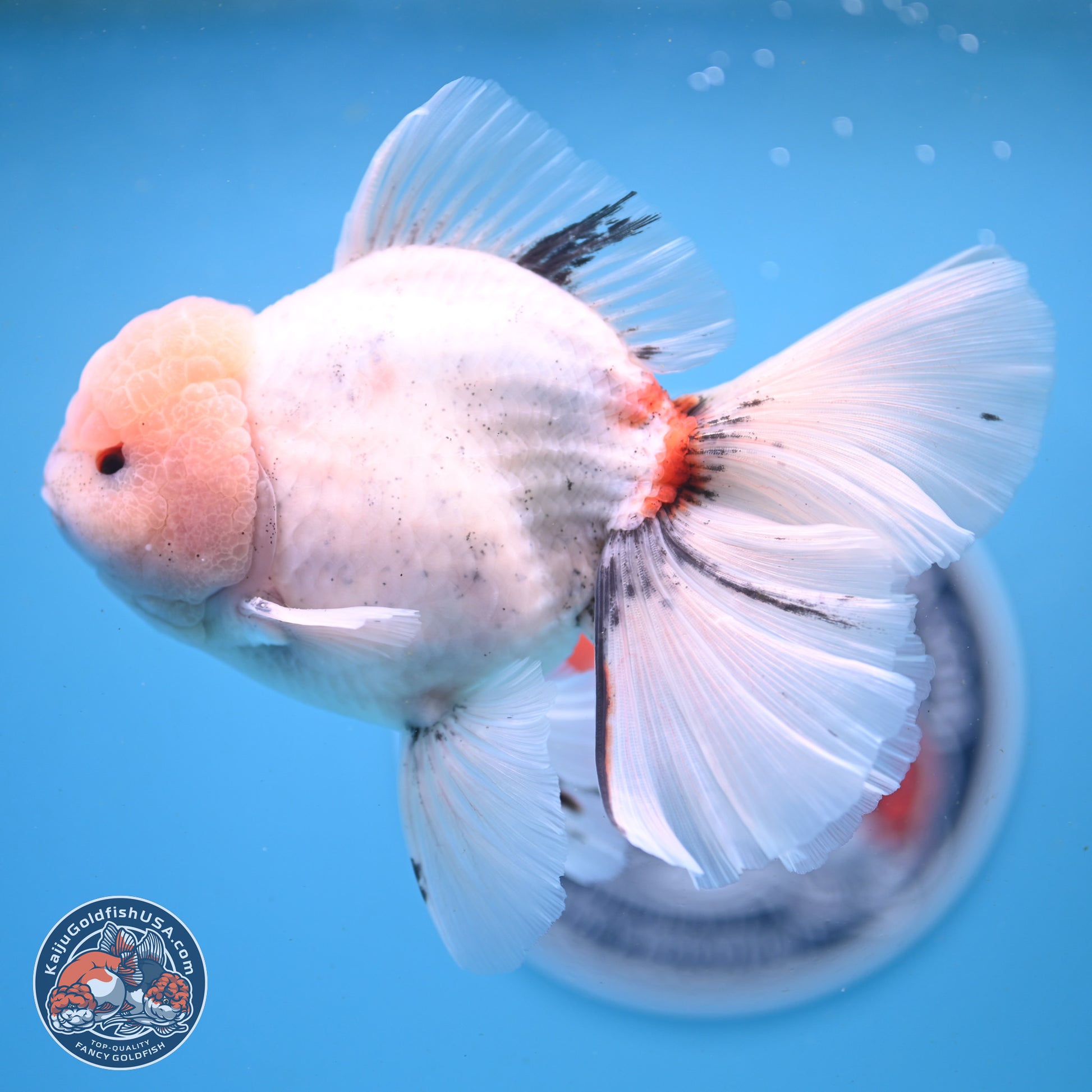 Calico Rose Tail Oranda 6 inches - Male (241122_OR01) - Kaiju Goldfish USA