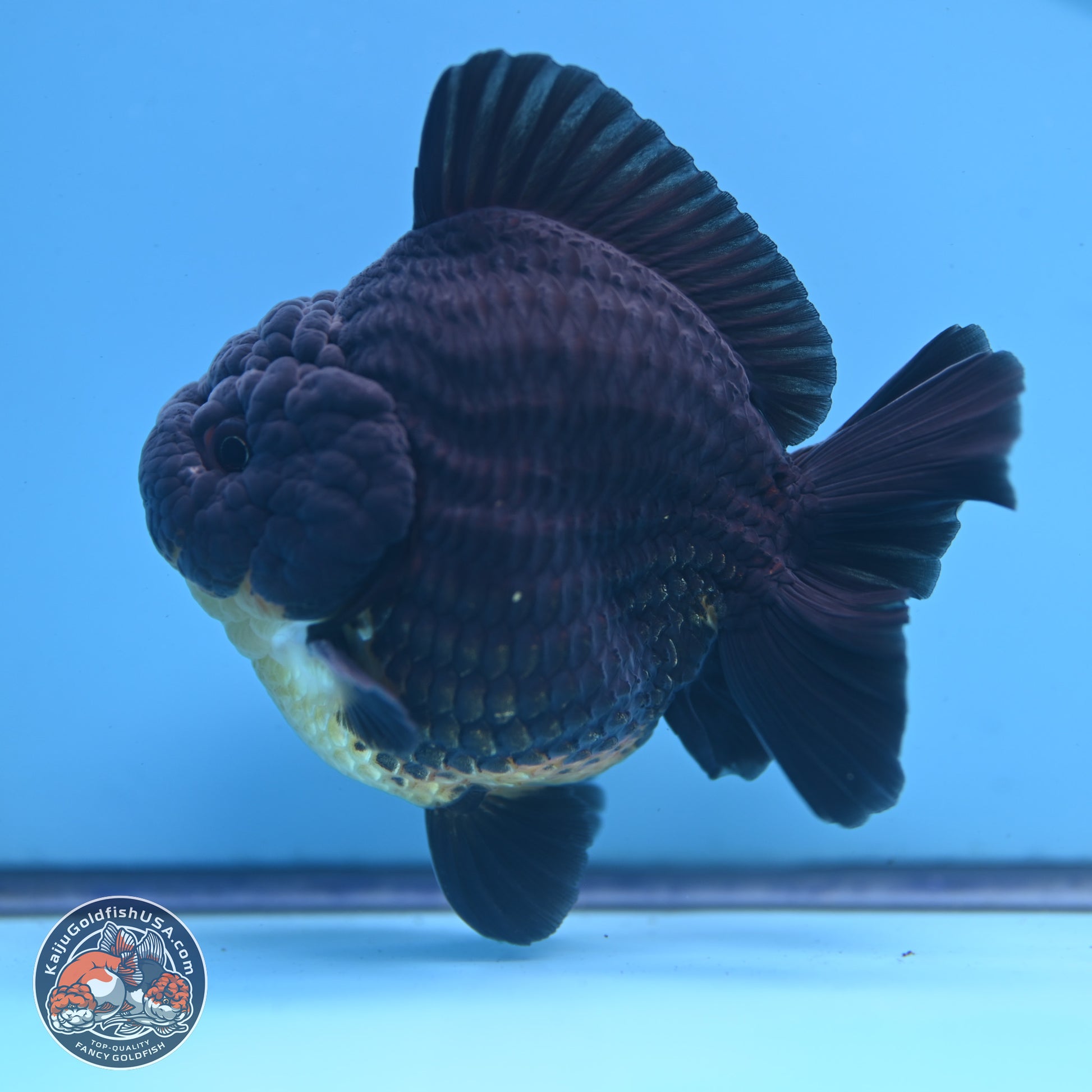 Kirin YuanBao Oranda 3.5 inches Body - Male (241227_OR01) - Kaiju Goldfish USA