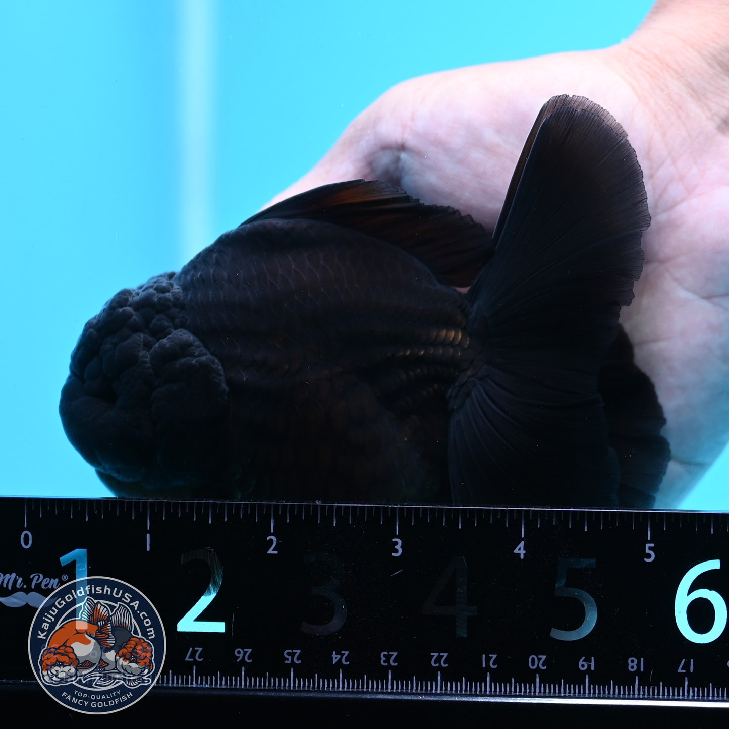 Shogun Jet Black Rose Tail Oranda 3.5 inches Body (250606_OR01)