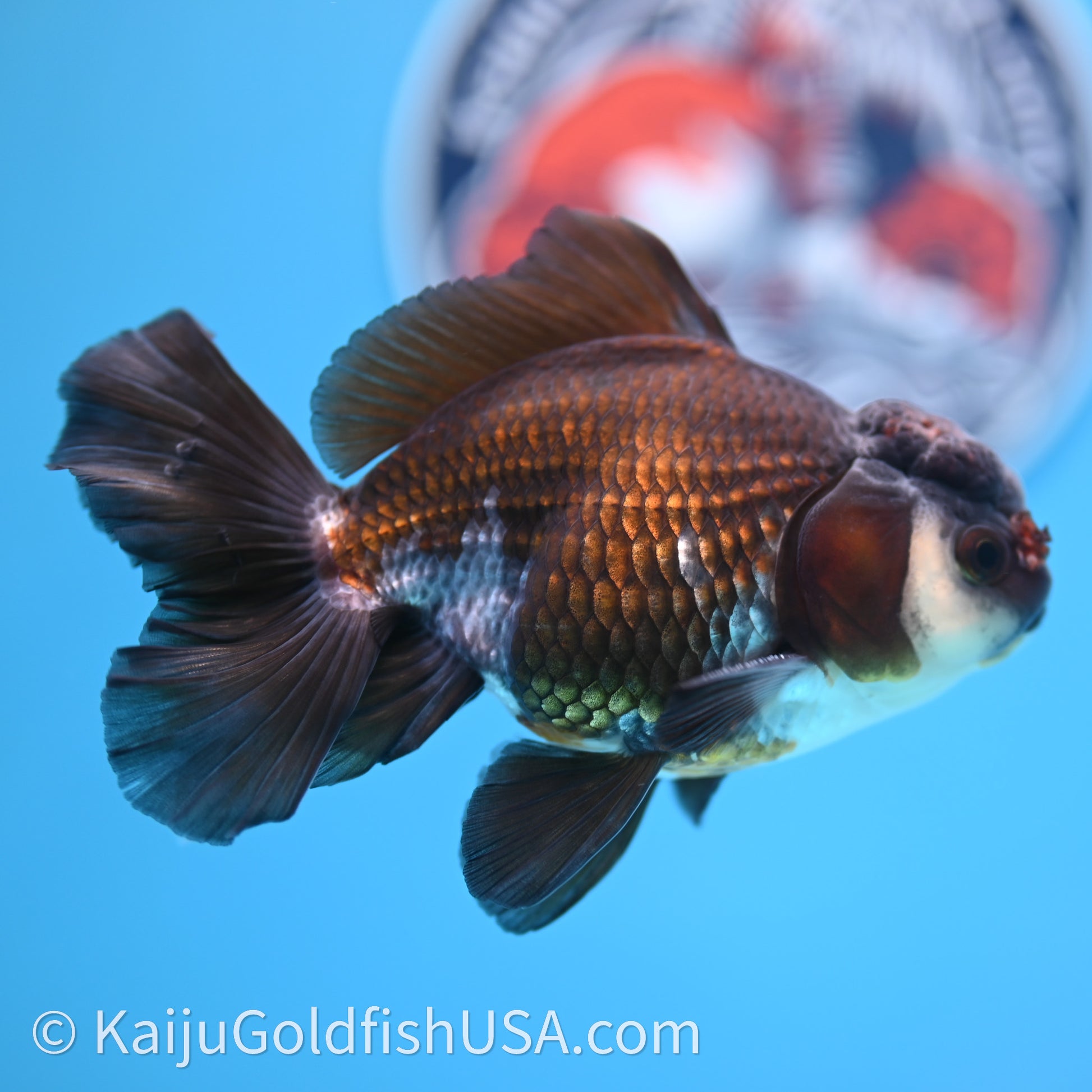 Tricolor Rose Tail Oranda 4in body (240726_OR01) - Kaiju Goldfish USA