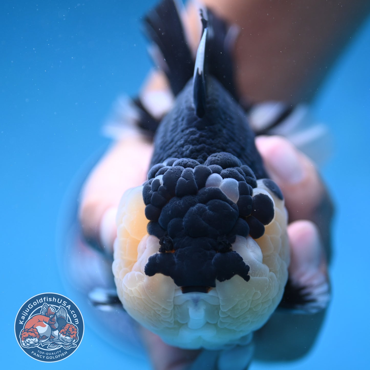 AAA Grade Panda Oranda 4.5 inch Body (250912_OR01)