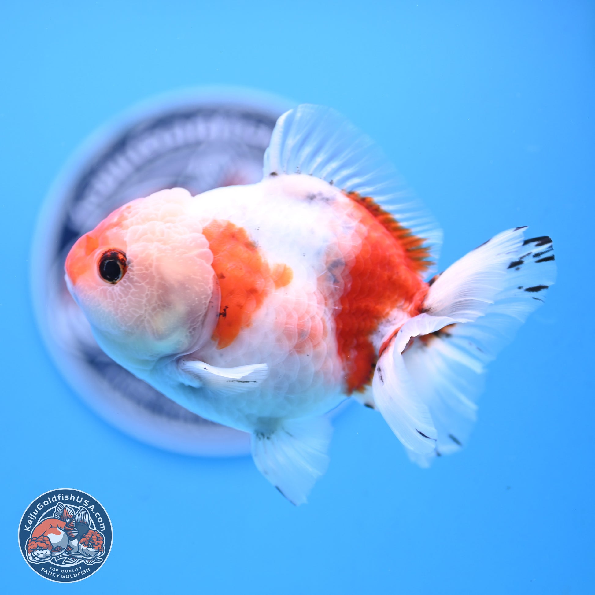 Tricolor Sakura Oranda 4 inches Body - Male (250117_OR01) - Kaiju Goldfish USA