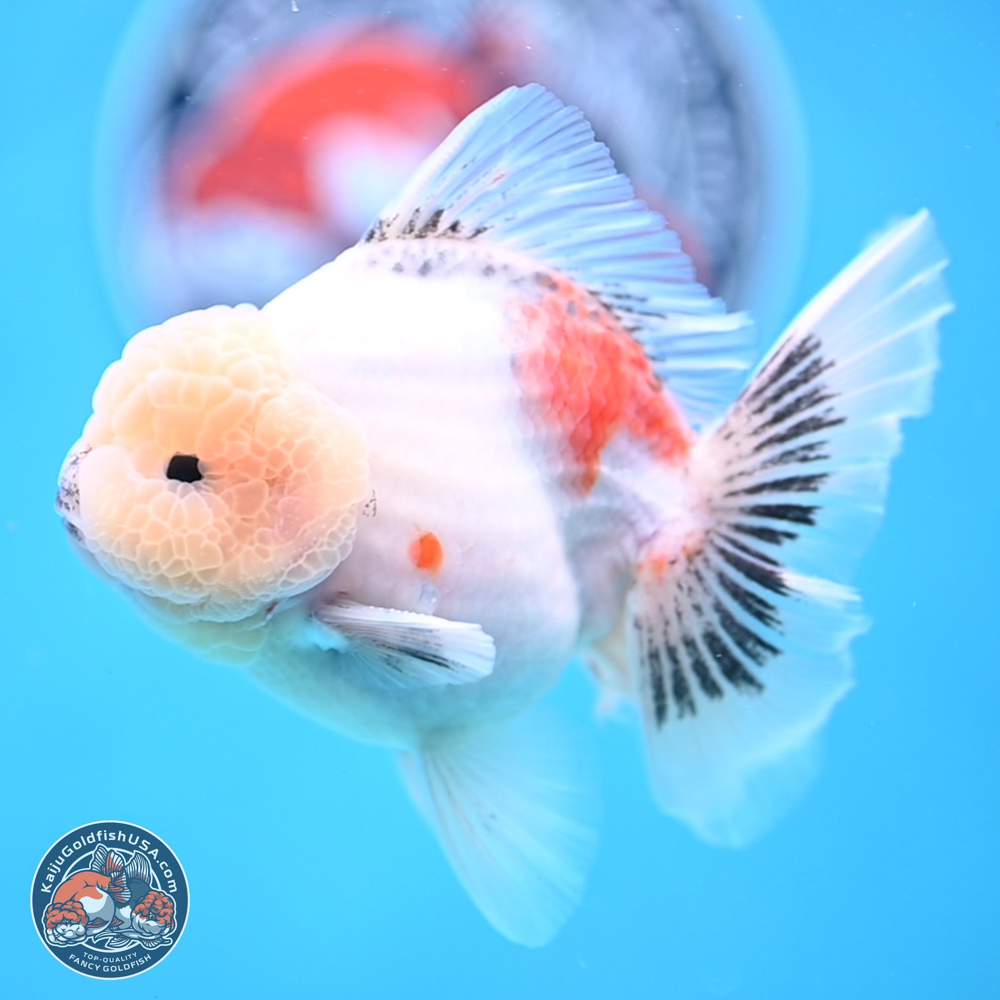 Tricolor Sakura Rose Tail Oranda 5 inches -Male (241129_OR01) - Kaiju Goldfish USA